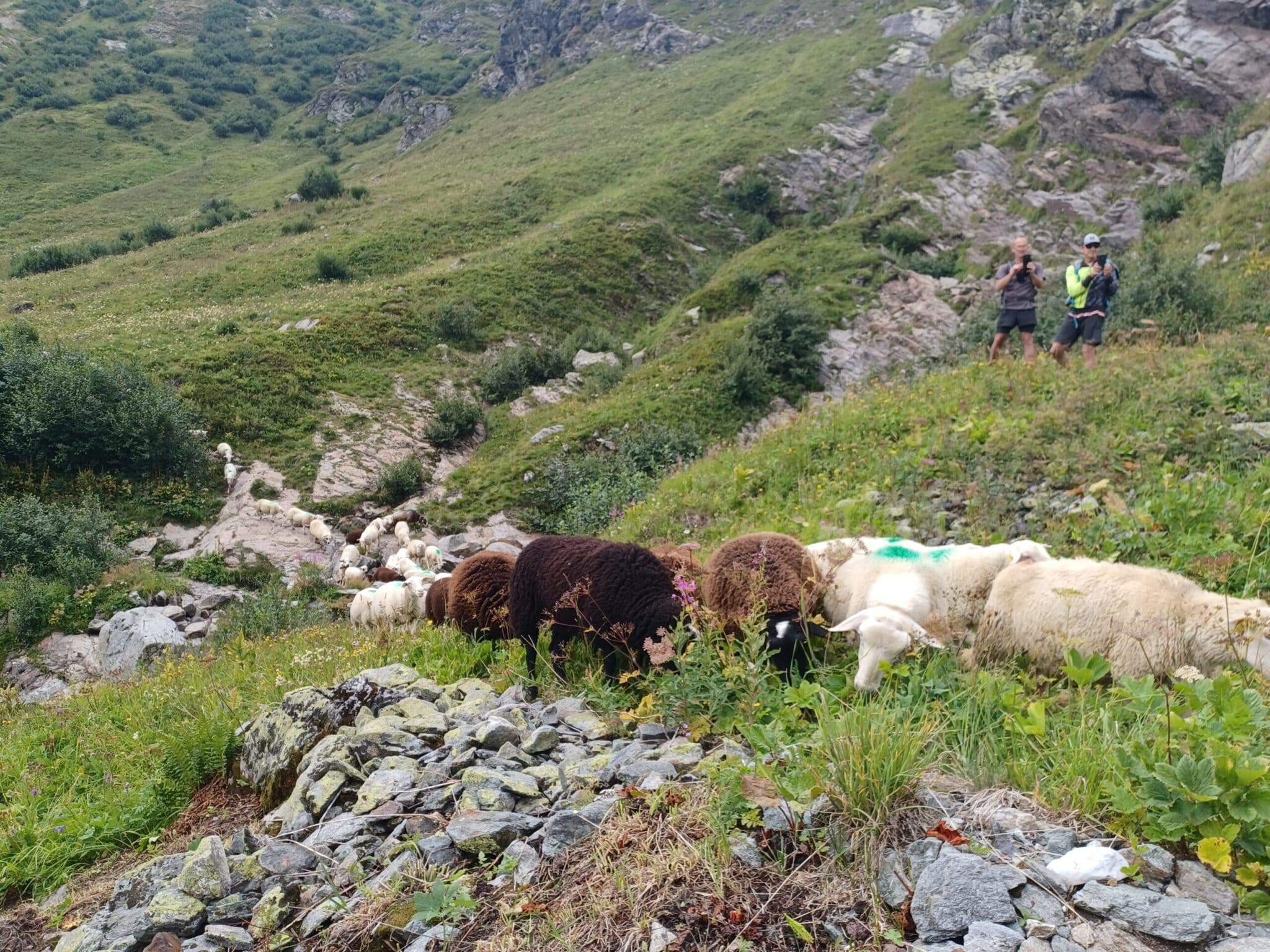 Aides au pastoralisme