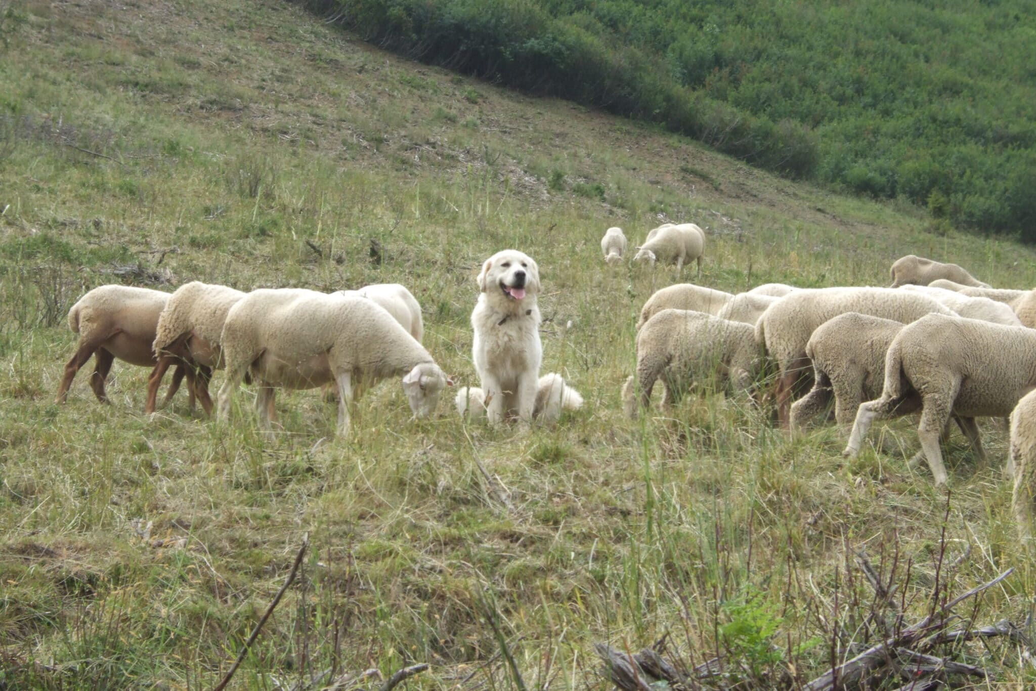 Chiens de protection : comment s&rsquo;est passée votre rencontre ?