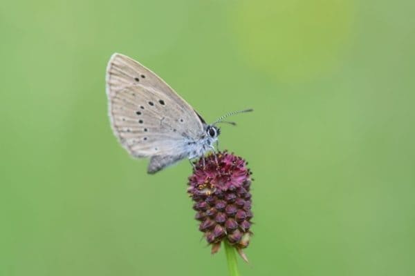 Les agriculteurs s&rsquo;engagent en faveur de la biodiversité